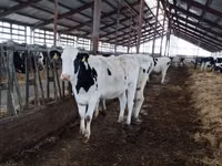 بقرة, Yaroslavl cattle — الصورة 2