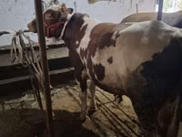 सांड, Ukrainian Red Pied Dairy cattle — फ़ोटो 1