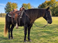 घोड़ी, Rocky Mountain Horse — फ़ोटो 3
