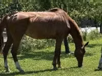 Hengst, Hungarian horse breed — Foto 1