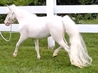 Mare, Miniature horse — photo 4