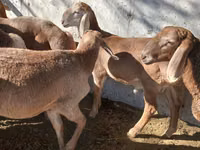 Ram, Arashan sheep — photo 4