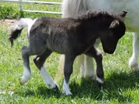 Mare, Miniature horse — photo 5