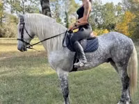 घोड़ा, Andalusian horse — फ़ोटो 2