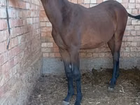 Horse (M), Manipuri pony — photo 2