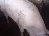 Verro, Cerdos — foto 4