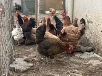 Chickens — फ़ोटो 2