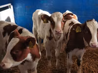 Bulle, Simmental cattle — Foto 3