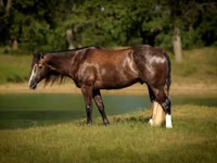 Horse (M), Quarter Horse — photo 2