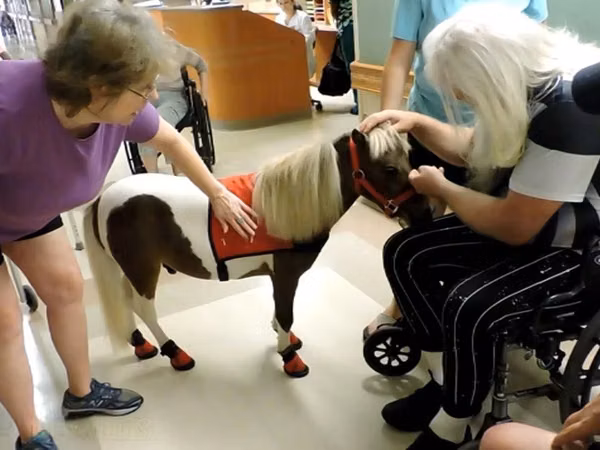 فرس, Miniature horse
