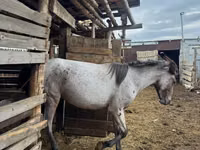 घोड़ा, Kustanai horse — फ़ोटो 3