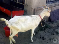 عنزة, Saanen goat — الصورة 4