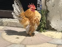 Chickens — Foto 2