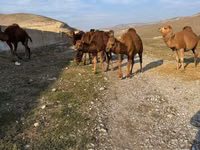 Camel, Camels — photo 3