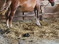 母马, Horses — 照片 3