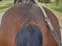 Horse (M), Horses — photo 5