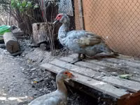 Hausente — Foto 5