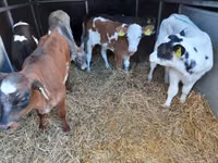 सांड, Pinzgauer cattle — फ़ोटो 2