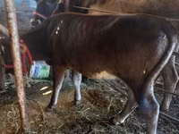 गाय, Russian Black pied cattle — फ़ोटो 3