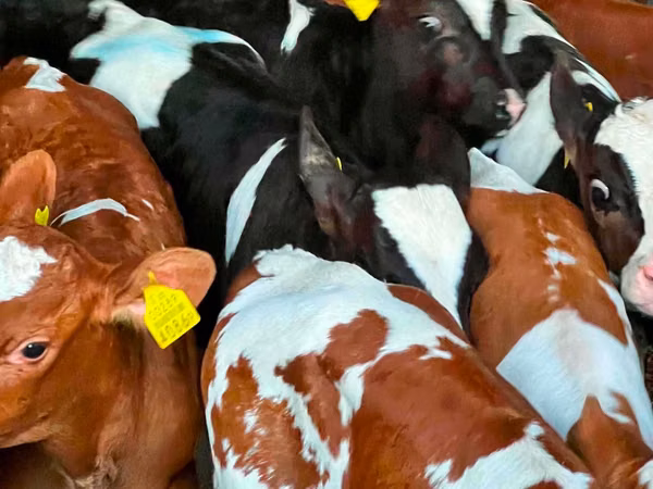 मवेशी (लॉट, लिंग निर्दिष्ट नहीं), Russian Black pied cattle