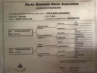 Mare, Rocky Mountain Horse — photo 8