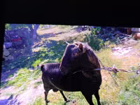 Ziegenbock, Murcia-Granada goats — Foto 3