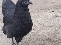 أستراليان بيت غيم فاول — الصورة 3