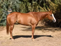 Mare, Quarter Horse — photo 1