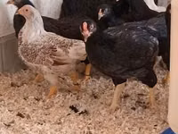 Chickens — الصورة 5