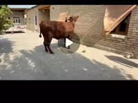 بقرة, Red Estonian cattle — الصورة 2