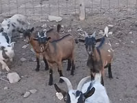 Ziegenbock, Pomellata goat — Foto 6