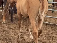Hengst, Mugalzhar horse — Foto 2