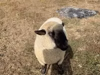Widder, Hampshire sheep — Foto 3