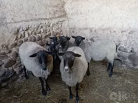 Oveja, Romanov sheep — foto 1