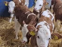 मवेशी (लॉट, लिंग निर्दिष्ट नहीं), Simmental cattle — फ़ोटो 5
