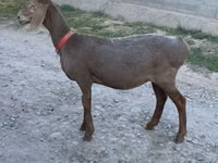 Schaf, Arashan sheep — Foto 3