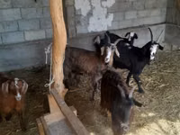 Cabra, Alpine goat — foto 4