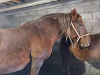 Caballo, Vladimir heavy draft — foto 3