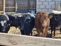 Bulle, Aberdeen-Angus — Foto 8