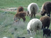 Ram, Sheep — photo 4