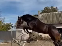حصان, Hanoverian — الصورة 7