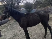 حصان, Kazakh horse — الصورة 1