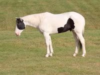 حصان, American paint horse — الصورة 2
