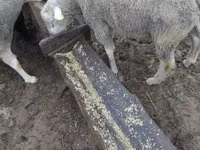 Widder, Ile-de-France sheep — Foto 3