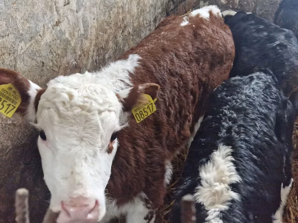 Rinder (Partie, Geschlecht nicht angegeben), Simmental cattle