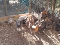 Guinea fowl — الصورة 1
