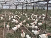 Blanca de pechuga ancha — foto 3