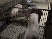 Cerdos (lote, sexo no especificado), Cerdos — foto 1