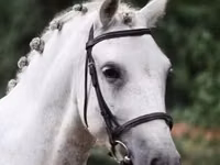 घोड़ा, Falabella — फ़ोटो 2