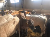 Toro, Ganado vacuno — foto 3
